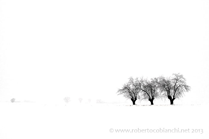 Alberi d''inverno... un invito